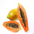 Frühe reife kräftige taiwan indian produktive tolerant zu ring spot virus papaya obst samen (1001)
